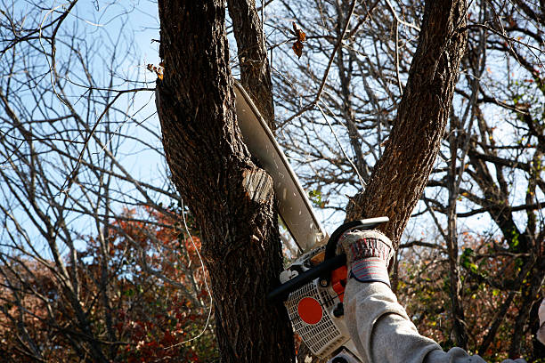 Professional Tree Care in Somerset, TX